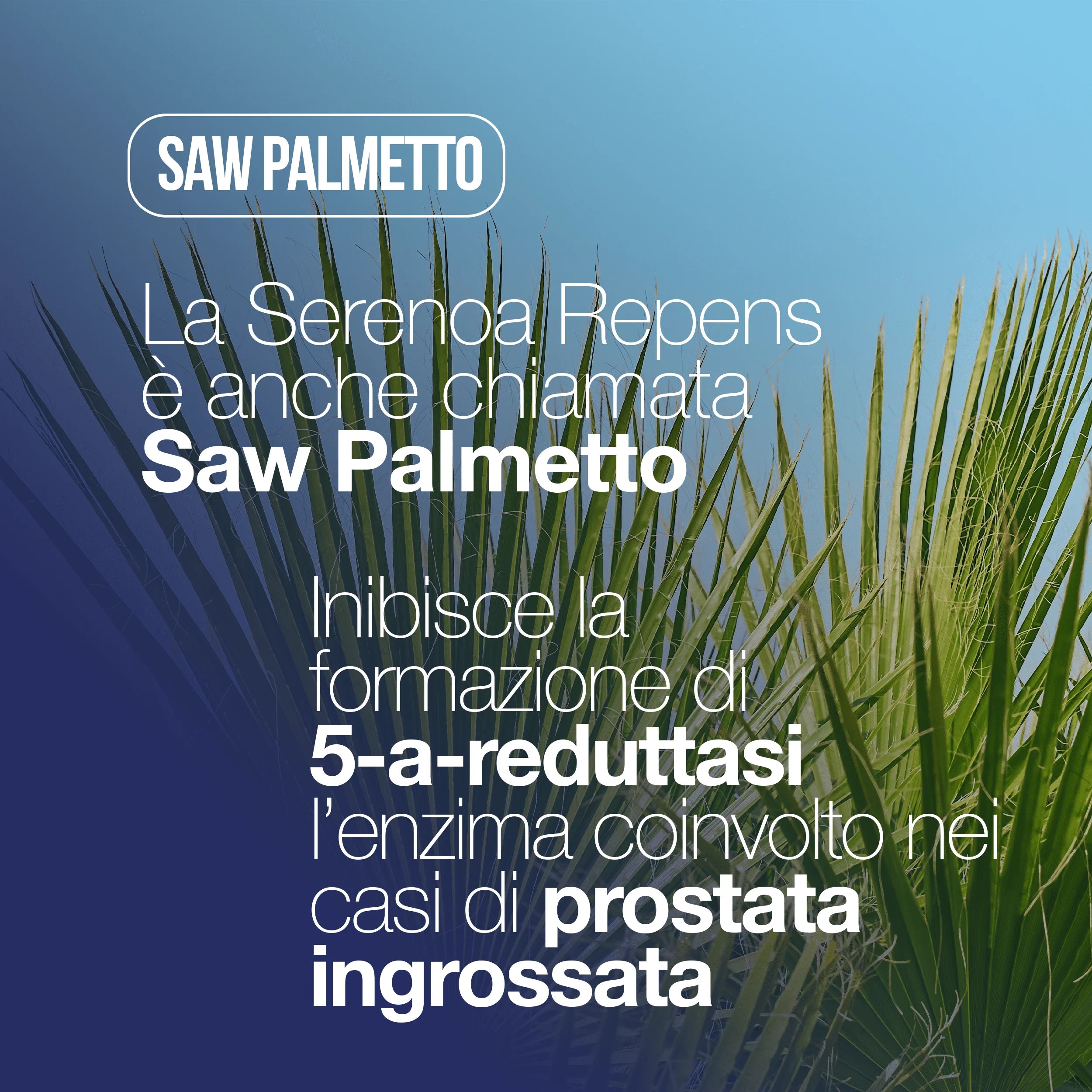 SERENOA REPENS, Prostatenergänzung 60 Tabletten mit: Sägepalme, Boswellia, Kürbis und Lycopin. Serenoa Repens Prostata 640mg mit: Brennnessel, Granatapfel und Weidenröschen. Prostatenergänzung Leistungsstarke Formel | LAGA Pharma. LA